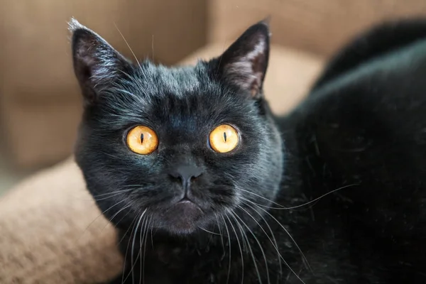 Black Cat Beautiful Amber Eyes Looks Straight — Stock Photo, Image