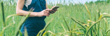 Banner, yeşil bir tarlanın arka planında, çiftçi bir kızın elindeki akıllı telefonu taklit et..