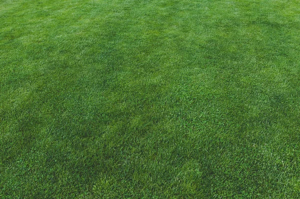 Grünes Gras Textur Für Hintergrund Wiese Rasenplatz Für Fußball — Stockfoto