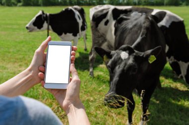 Kadın ellerinde akıllı telefon modeliyle. İneklerin arka planına, gökyüzüne ve yeşil çimenlere karşı