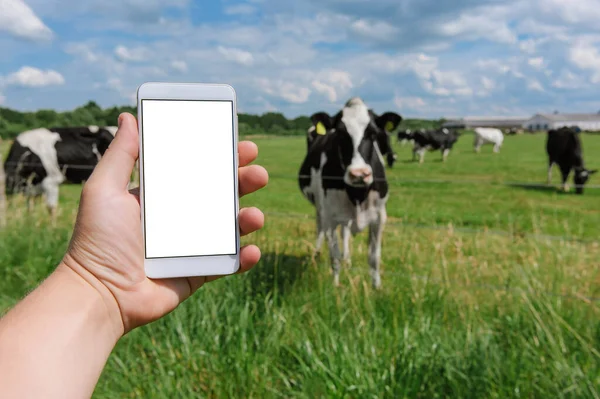 Akıllı telefon modeli erkek ellerindeydi. İneklerin arka planına, gökyüzüne ve yeşil çimenlere karşı
