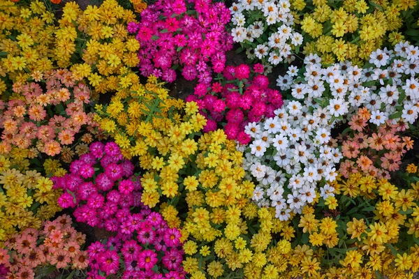 Hermosas Flores Día Claro Encantador Romántico Espacio Libre Para Escribir — Foto de Stock