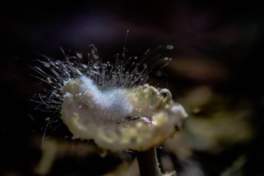 Asya'nın tropikal ormanlarda yabani mantar.