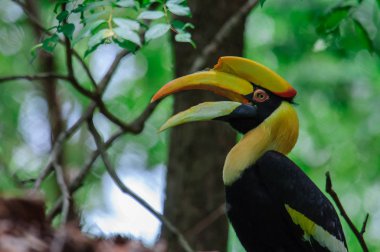 Asya'nın tropikal ormanlarında nadir bulunan hornbill'ler. Büyük bir gaga, parlak sarı renkli. Çifti öldüğünde, çifti bir daha eşleşmeyecek. Bu nedenle tek eşli bir hayvan olarak biliniyordu..