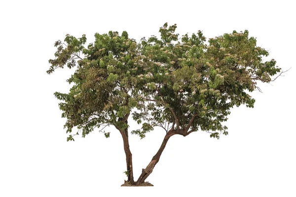 Baum Abgeschnitten Isolierter Stelle Auf Weißem Hintergrund Baum Zur Gestaltung — Stockfoto