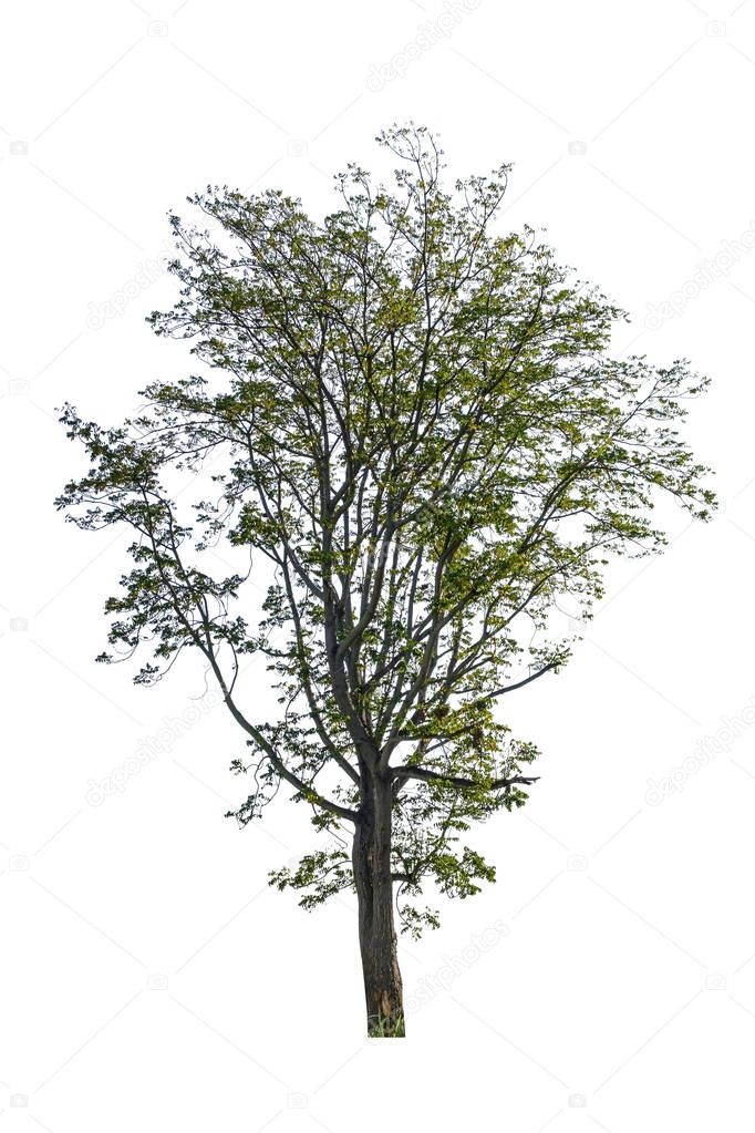 Tree dicut at isolated on white background, Tree for design (Siamese neem tree, Azadirachta indica A.Juss.)