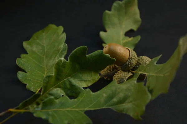 Oak leaf and acorn with black background