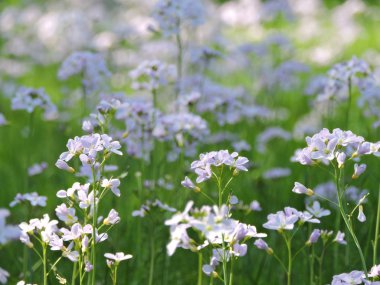 Bahar çiçekleri ile çayır. Karlsruhe güzel şehir parkında çekilmiş.