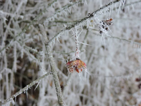 Fleur Congelée Avec Énormes Cristaux Glace Dans Nature Prise Karlsruhe — Photo