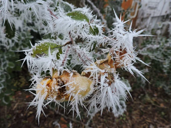 Feuilles Vertes Congelées Avec Énormes Cristaux Glace Dans Nature Pris — Photo