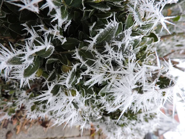 Feuilles Vertes Congelées Avec Minuscules Cristaux Glace Dans Nature Pris — Photo