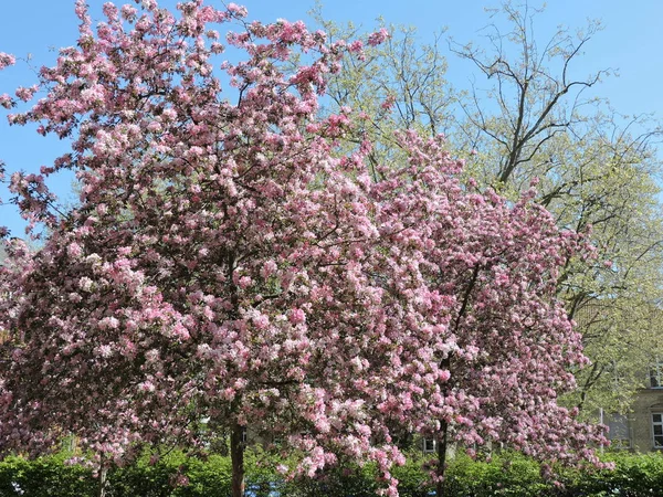 Blooming Tree Spring German City Park Taken Karlsruhe — Stock Photo, Image