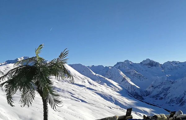 Palmträd Snö Och Koppla Snötäckt Bergstopp Davos Schweiz — Stockfoto