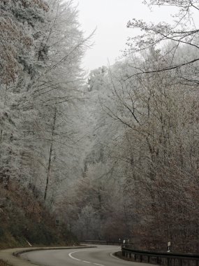 Yol ve Almanya'da yüksek ağaçları kış sis. Ahşap üzerine soğuk bir hafta sonu boyunca buzlu çiy.
