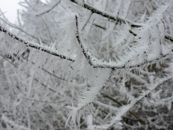 Замороженная Ветка Огромными Кристаллами Льда Природе Снимок Сделан Недалеко Карлсруэ — стоковое фото