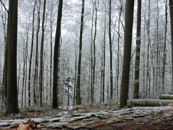Зимові Туманом Ліс Високих Дерев Німеччині Роси Матове Дерево Холодного — стокове фото