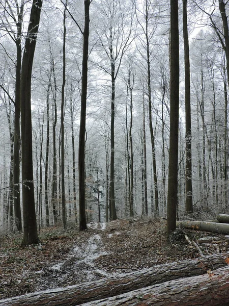 Зимові Туманом Ліс Високих Дерев Німеччині Роси Матове Дерево Холодного — стокове фото