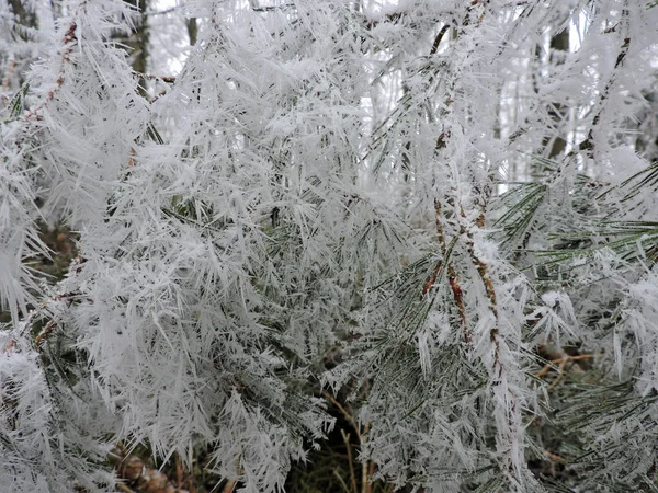 Agujas Pino Congeladas Con Pequeños Cristales Hielo Naturaleza Tomado Karlsruhe —  Fotos de Stock