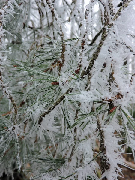 Aiguilles Pin Congelées Avec Minuscules Cristaux Glace Dans Nature Prise — Photo