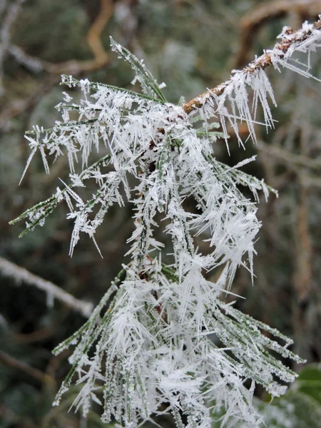 Aiguilles Pin Congelées Avec Minuscules Cristaux Glace Dans Nature Prise — Photo