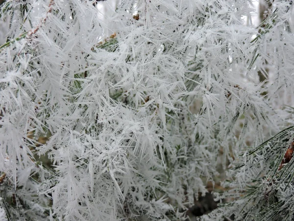 Aiguilles Pin Congelées Avec Minuscules Cristaux Glace Dans Nature Prise — Photo