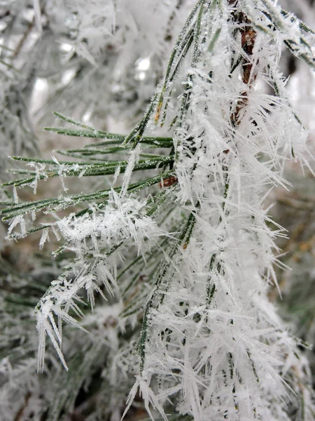 Aiguilles Pin Congelées Avec Minuscules Cristaux Glace Dans Nature Prise — Photo