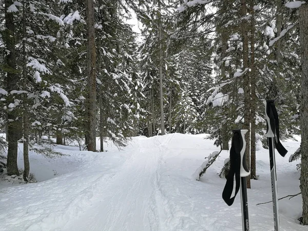 孤独的滑雪杆在松树林里等着滑雪者 Hoch Ybrig — 图库照片