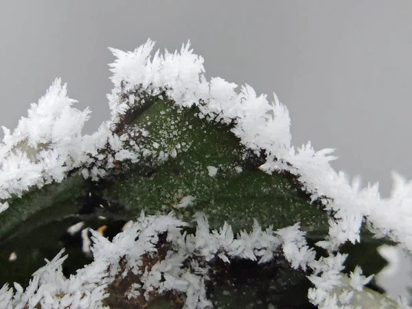 Feuilles Vertes Congelées Avec Minuscules Cristaux Glace Dans Nature Pris — Photo