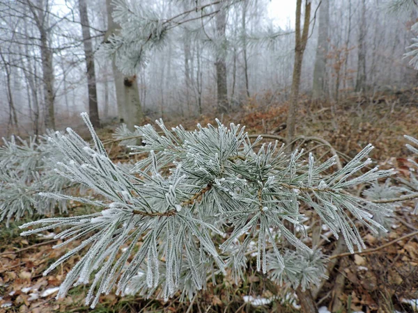 Aiguilles Pin Congelées Avec Minuscules Cristaux Glace Dans Nature Prise — Photo