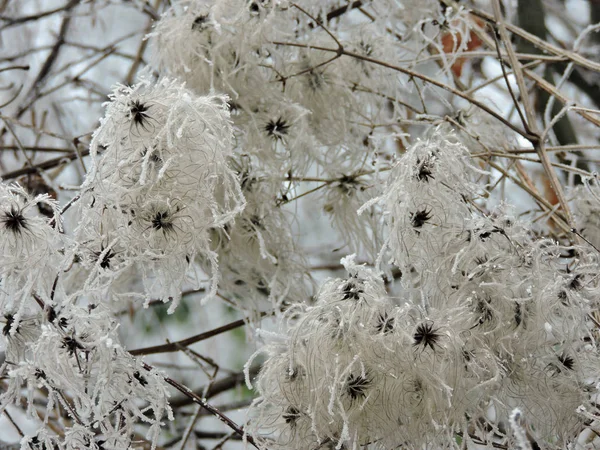 Fleur Congelée Avec Énormes Cristaux Glace Dans Nature Prise Karlsruhe — Photo