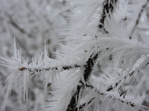 在自然界中有巨大冰晶的冰冻枝条 在德国卡尔斯鲁厄附近拍摄 图库图片