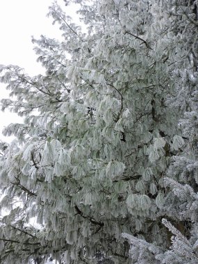 Doğada küçük buz kristalleri ile Çam iğneleri donmuş. Karlsruhe'de alınan.