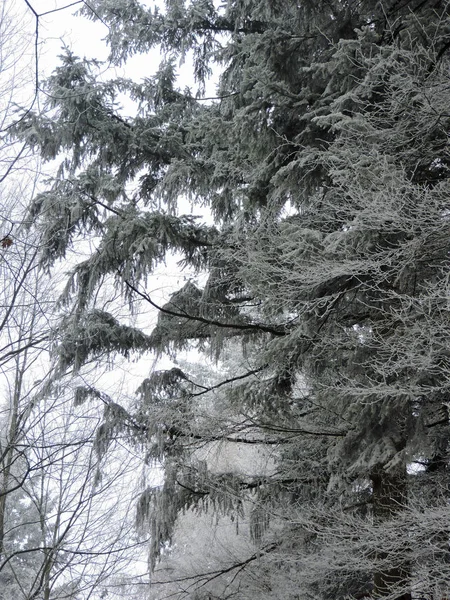 德国有高大树木的森林里的冬雾 在一个寒冷的周末 露水在木头上结霜 — 图库照片