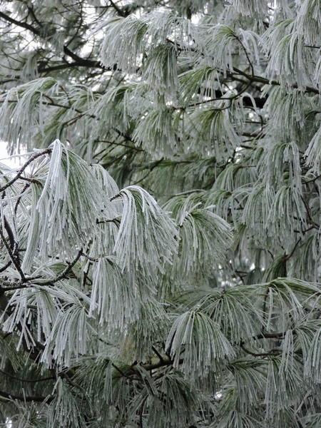 Aiguilles Pin Congelées Avec Minuscules Cristaux Glace Dans Nature Prise — Photo