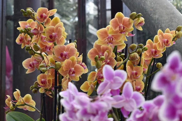 Színes Híres Holland Tulipán Park Tavasszal Virágzó Orchideák Venni Keukenhof — Stock Fotó