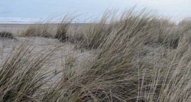 Çim kum tepeleri Hollanda Kuzey Denizi'nin kıyısında kaplı. Noordwijk alınan Zee kulüpler.
