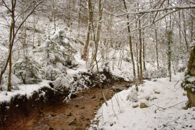 İsviçreli bir karla kaplı orman akışında.