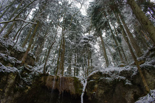 Зима Свежий Снег Лесу Высокими Деревьями Швейцарии — стоковое фото