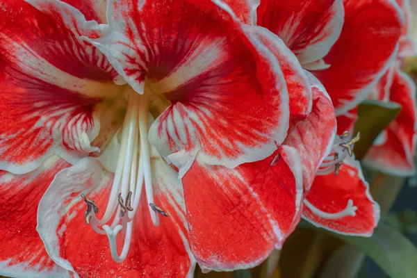 Červená Amarylis kvete na jaře v slavné holandské tulipánové parku. Přijata v Keukenhofu, Nizozemsko. — Stock fotografie