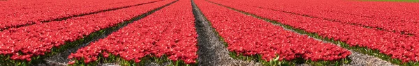 Színes tulipán mezők közelében Keukenhof, Hollandia. — Stock Fotó