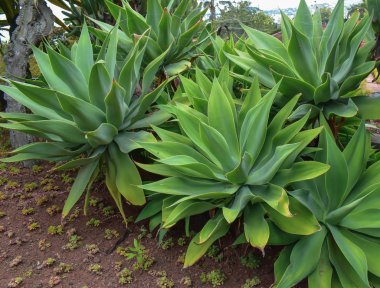 Agave attenuata büyük yeşil yaprakları ile. Madeira alınan.