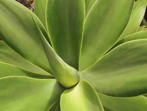 Dew gathered on an Agave attenuata. Taken in Madeira. — Stock Photo, Image