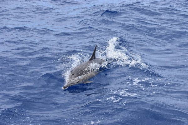 Dolphin swims in the Atlantic Ocean. Taken near Madeira