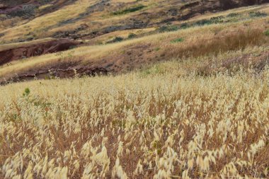 Plato ile kuru ot kaplı. St. Lawrence Yarımadası alınan