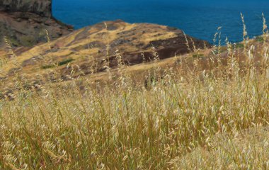 Plato ile kuru ot kaplı. St. Lawrence Yarımadası alınan