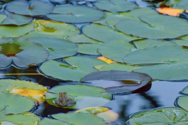 Kurbağa kurbanını izliyor. Madeira alınan