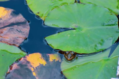 Kurbağa kurbanını izliyor. Madeira alınan