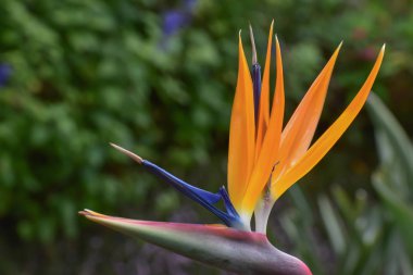 Vinç çiçek çiçek Madeira Adası