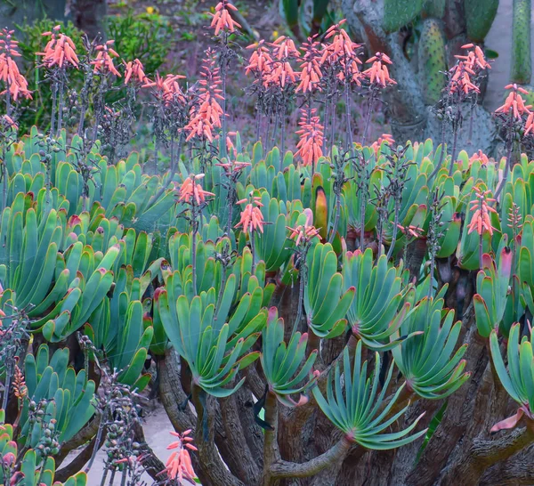 Flores de flores vermelhas na ilha da Madeira — Fotografia de Stock