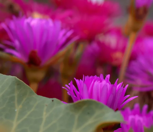 Purple flower blooms on Madeira island — Stock Photo, Image